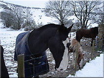 TQ2211 : Horses near Truleigh Manor Farm by Ian Cunliffe