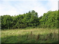 Woodland and an area of rough grazing behind St Deiniol