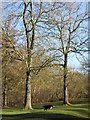 Trees in Winter on Boddington Hill in Wendover Woods