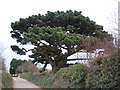 Monterey Pine, near Little Dartmouth