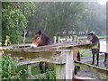 SE6437 : Skipwith Common Ponies by Mick Heraty