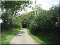 Trees and tall hedges along the road