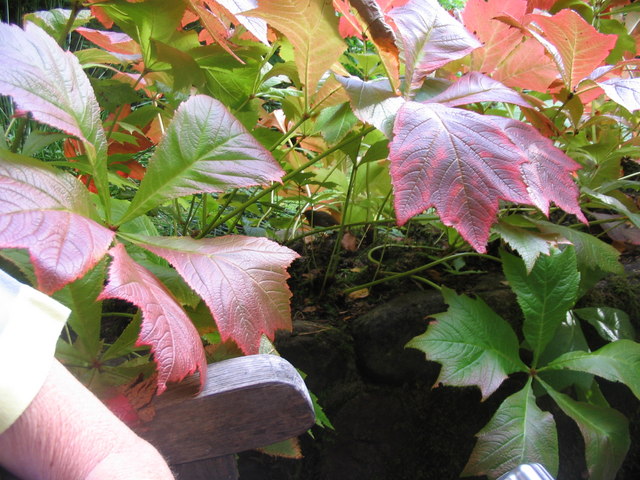 Some colourful foliage at Inverewe Gardens