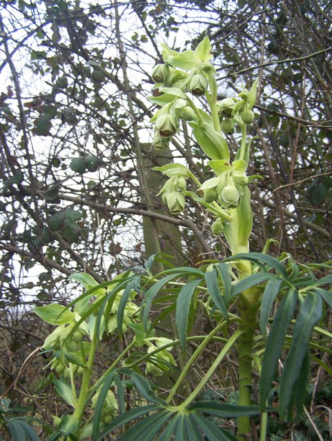 Helleborus foetidus