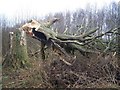 Fallen Tree in King