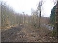 Cleared Woodland alongside Lenham Road