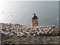 NT6087 : Lighthouse, Bass Rock by Richard Webb