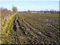 Field and hedgerow