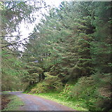 SN7792 : Maturing forest in Mynydd Bychan forestry by Rudi Winter