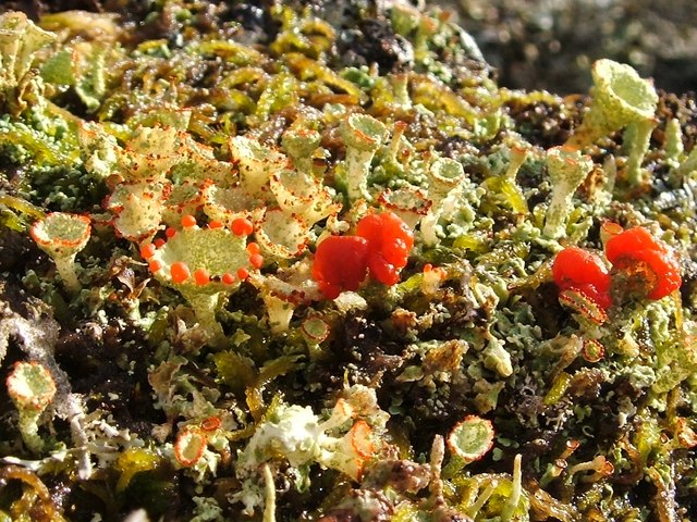 A lichen - Cladonia diversa