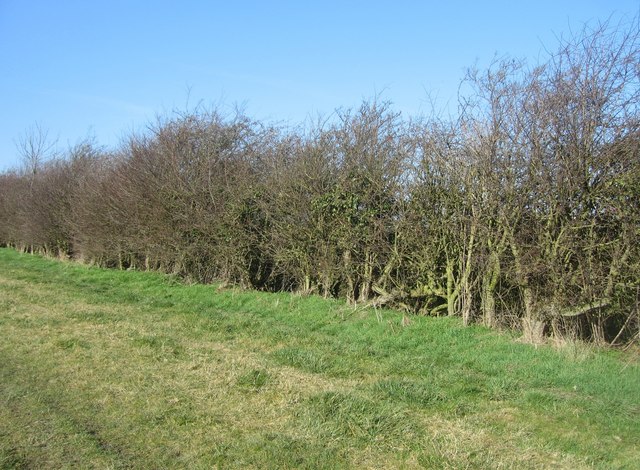 Winter hedgerow