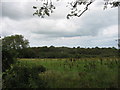 A well wooded area above the incised Afon Marchogion valley