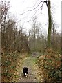 The Footpath through High Scrubs Wood