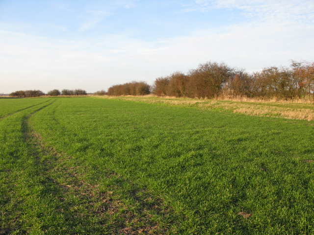 Field boundary on Chislet Marshes