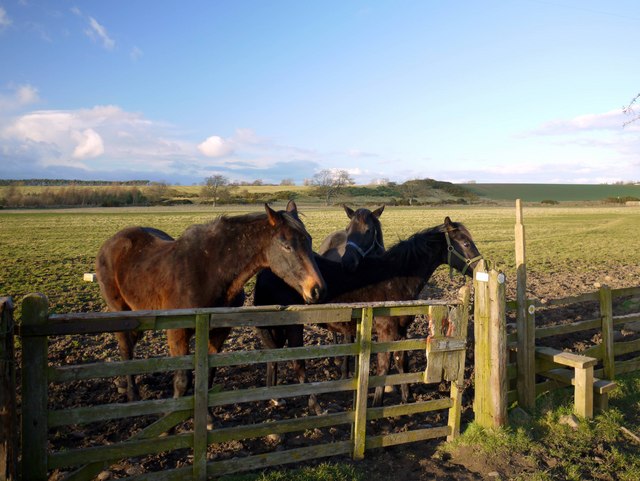 Horses on footpath north of Pens Close