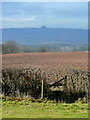 View to May Hill from Okle Green