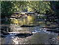 River Greta in summer