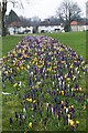 Crocuses in Waddon