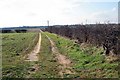 Farm track by the hedge