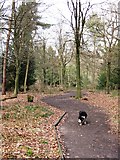 SP8909 : All Ability Trail, Wendover Woods by Chris Reynolds