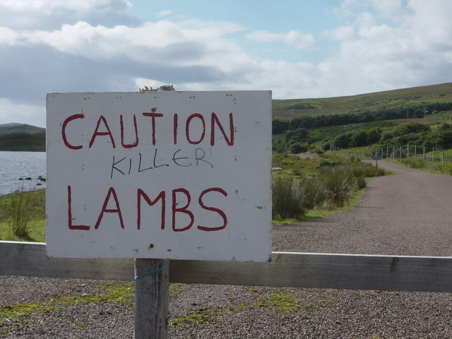Caution Killer Lambs