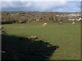 Field, Churchtown Farm