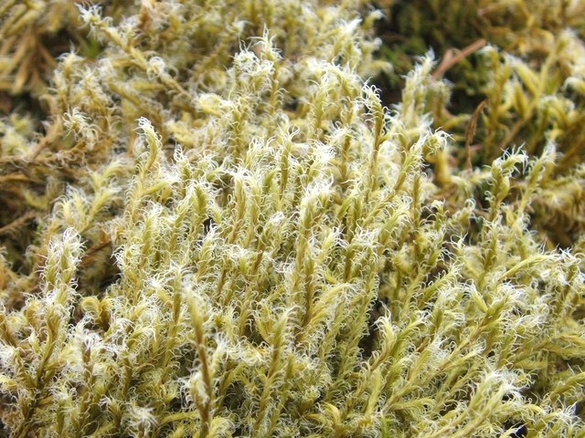 Woolly Fringe-moss © Lairich Rig cc-by-sa/2.0 :: Geograph Britain and ...