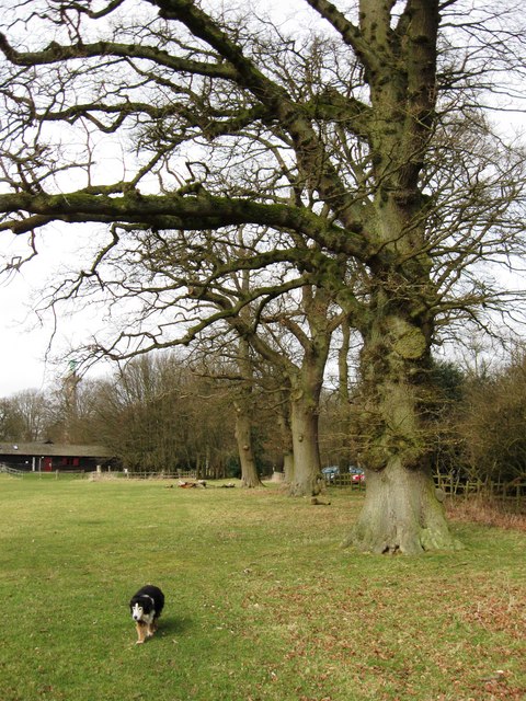 Old Oak Trees near the Monument, Ashridge