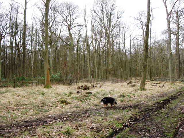 A Recently Created Woodland Clearing at Ashridge