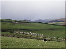NT4636 : Fields on Meigle Farm by Iain Lees