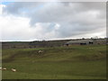 Rough grazing  lands at Blakelaw Farm