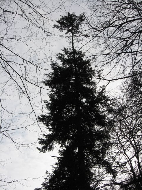 Tall tree, Kingston Lacy