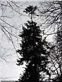 Tall tree, Kingston Lacy