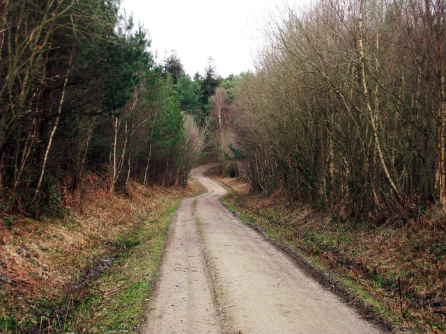 Track through Bedgebury Forest