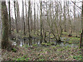 Trees growing in wet ground