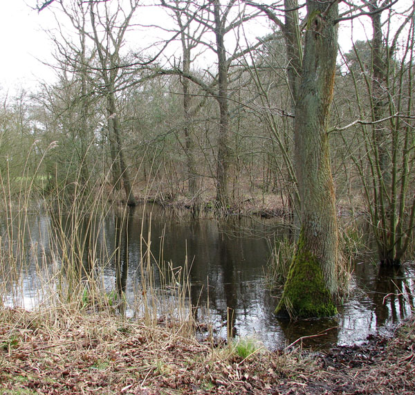 Pond in Hevingham Park