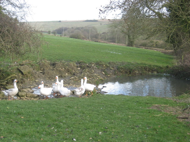 Duck pond-with geese