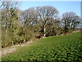SX2994 : Woodland, near Sutton Farm by Roger Cornfoot