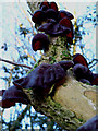 Judas ear fungus on elder tree