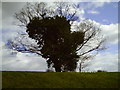 Tree in Gloucester Park