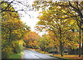 Autumn colour at Warley Hill, Great Warley