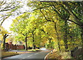 Autumn colour at Warley road, Tylers Common