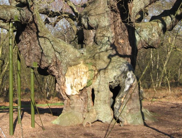 The hollow Major Oak, Sherwood Forest