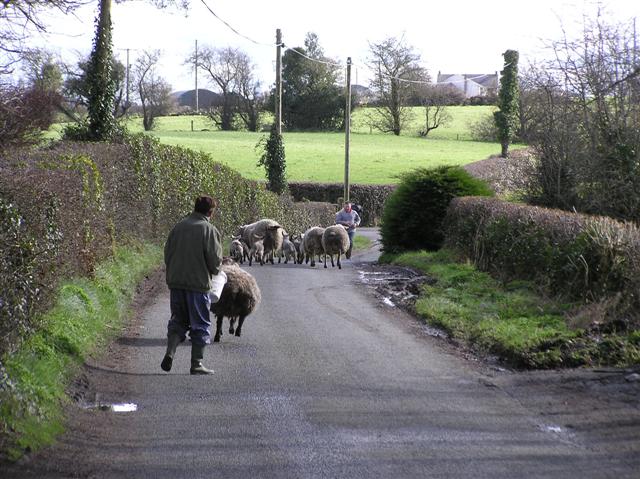 Herding sheep near Gillygooly (3)