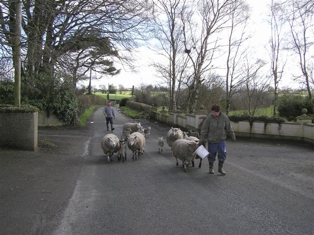 Herding Sheep Near Gillygooly 4 © Kenneth Allen Cc By Sa20