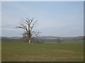 View  from the lane that leads to Lenacre Street from Eastwell Park