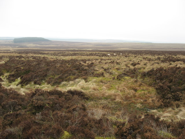 Burngrange Moor