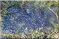 NT0209 : Fresh frogspawn in trackside ditch by Thomas Dick