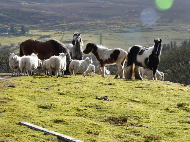 Овца и лошадь. Лошадь и овца. Horse and Sheep картинка. Кто сильнее овца или лошадь. Horse Mutton.