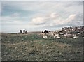 HU2279 : Shetland Ponies by Gerald England